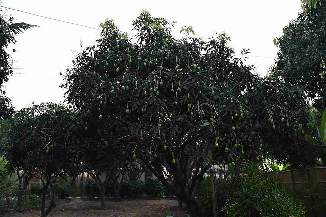 Mango orchard at Seasun